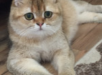 Elaine - Scottish Fold Cat For Sale/Retired Breeding - Phila&comma; PA&comma; US