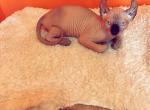 Sphynx elf - Sphynx Kitten For Sale - Brooklyn&comma; NY&comma; US