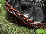 Tuxedo bi color - Persian Kitten For Sale - Plymouth&comma; MN&comma; US