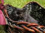 Solid black - Persian Kitten For Sale - Plymouth&comma; MN&comma; US