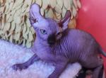 Sphynx male - Sphynx Kitten For Sale - Brooklyn&comma; NY&comma; US