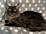 Maine coon male - Maine Coon Cat For Sale/Service - 