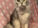 Maine coon female - Maine Coon Cat For Sale/Service - 