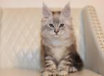 Sophia - Maine Coon Kitten For Sale - Omaha&comma; NE&comma; US