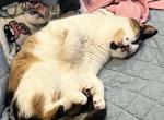 Koko - Domestic Cat For Adoption - NY&comma; US