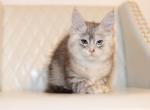 Ellie - Maine Coon Kitten For Sale - Omaha&comma; NE&comma; US