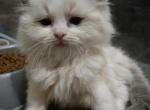 Afroditedolls Garlic - Ragdoll Kitten For Sale - Bradenton&comma; FL&comma; US
