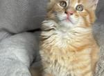 Buddy - Maine Coon Kitten For Sale - Wilmington&comma; DE&comma; US