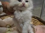 Afroditedolls Chili - Ragdoll Kitten For Sale - Bradenton&comma; FL&comma; US