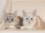 Amelia - Maine Coon Kitten For Sale - Omaha&comma; NE&comma; US