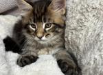 Neco - Maine Coon Kitten For Sale - Wilmington&comma; DE&comma; US