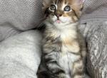 Bella - Maine Coon Kitten For Sale - Wilmington&comma; DE&comma; US