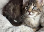 Gerda - Maine Coon Kitten For Sale - Wilmington&comma; DE&comma; US