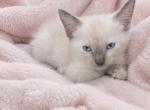 Baby Girl - Ragdoll Kitten For Sale - San Jose&comma; CA&comma; US