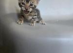 Mufasa - Bengal Kitten For Adoption - West Covina&comma; CA&comma; US