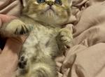 Maria - Scottish Straight Kitten For Sale - Palatine&comma; IL&comma; US