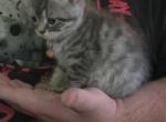 2 Blue males - Himalayan Kitten For Sale - Canton&comma; OH&comma; US