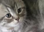 Chocolate Female - Himalayan Kitten For Sale - 