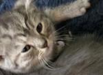 Chocolate Female - Himalayan Kitten For Sale - Canton&comma; OH&comma; US