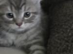 Still available - Himalayan Kitten For Sale - Canton&comma; OH&comma; US