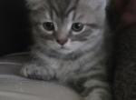 Still available - Himalayan Kitten For Sale - Canton&comma; OH&comma; US