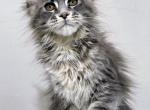 Wyvern - Maine Coon Kitten For Sale - Charlotte&comma; NC&comma; US