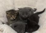 sweet litter of 3 - Scottish Fold Kitten For Adoption - Vancouver&comma; WA&comma; US