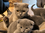 Mint - Scottish Fold Kitten For Sale - Fritztown&comma; PA&comma; US