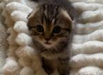 fia - Scottish Fold Kitten For Adoption - Vancouver&comma; WA&comma; US