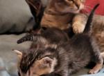 Bengal Singapura Munchkins - Munchkin Kitten For Sale - Libby&comma; MT&comma; US