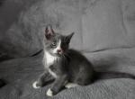 Gorgeous - British Shorthair Kitten For Sale - Boston&comma; MA&comma; US