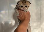 Scottish Fold Mario - Scottish Fold Kitten For Sale - 