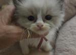 Afroditedolls Ubbe - Ragdoll Kitten For Sale - Bradenton&comma; FL&comma; US