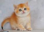 British Zemfira - British Shorthair Kitten For Sale - Empire State&comma; NY&comma; US
