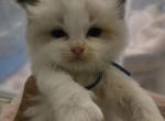 Afroditedolls Bjorn - Ragdoll Kitten For Sale - Bradenton&comma; FL&comma; US