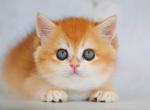 British Zakhar - British Shorthair Kitten For Sale - Empire State&comma; NY&comma; US