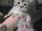 1 Chocolate male - Himalayan Kitten For Sale - 