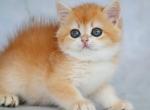 British Zabava - British Shorthair Kitten For Sale - Empire State&comma; NY&comma; US