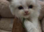 Afroditedolls Viking - Ragdoll Kitten For Sale - Bradenton&comma; FL&comma; US