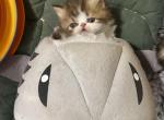 RESERVED Hermes - Persian Kitten For Sale - Cayce&comma; SC&comma; US