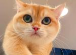 Bear 2 - British Shorthair Kitten For Sale - Los Angeles&comma; CA&comma; US