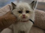 Afroditedolls Ivar - Ragdoll Kitten For Sale - Bradenton&comma; FL&comma; US