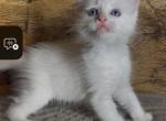 Girl flamepoint - Ragdoll Kitten For Sale - Glens Falls&comma; NY&comma; US