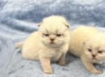 Jett - Exotic Kitten For Sale - Delavan&comma; WI&comma; US