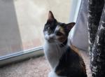 Wednesday - Domestic Cat For Sale - Virginia Bch&comma; VA&comma; US