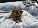 Cozette - Persian Kitten For Sale - Delavan&comma; WI&comma; US