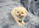 Dove - Exotic Kitten For Sale - Delavan&comma; WI&comma; US