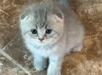 Mia - Scottish Fold Kitten For Sale - Philadelphia&comma; PA&comma; US