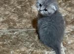 Mia - Scottish Fold Kitten For Sale - Philadelphia&comma; PA&comma; US