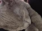 Toffee Butterscotch Pepsi Fanta and Zelda - Domestic Kitten For Adoption - N Chesterfld&comma; VA&comma; US